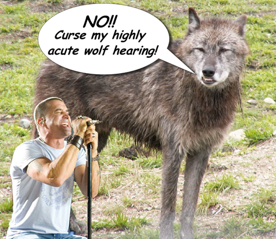 A horrendous photoshopped picture of a wolf standing next to a crooning Scott Stapp. The wolf is saying "No!! Curse my highly acute wolf hearing!"